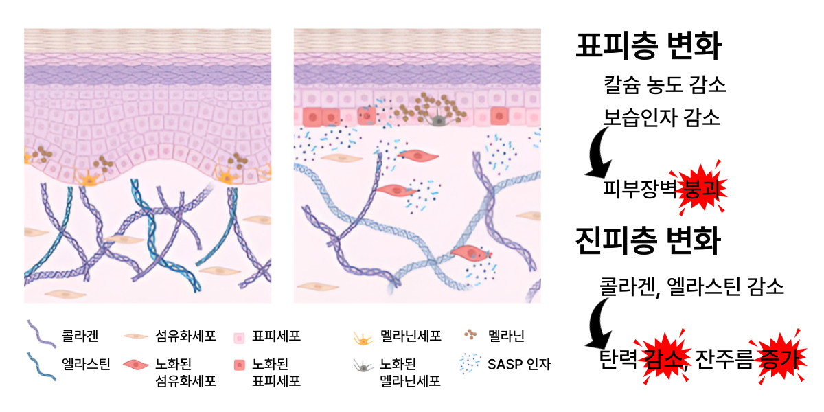 광교피부과-가로형-001 (4)